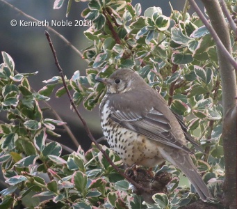 mistle thrush (Turdus viscivorus) Kenneth Noble